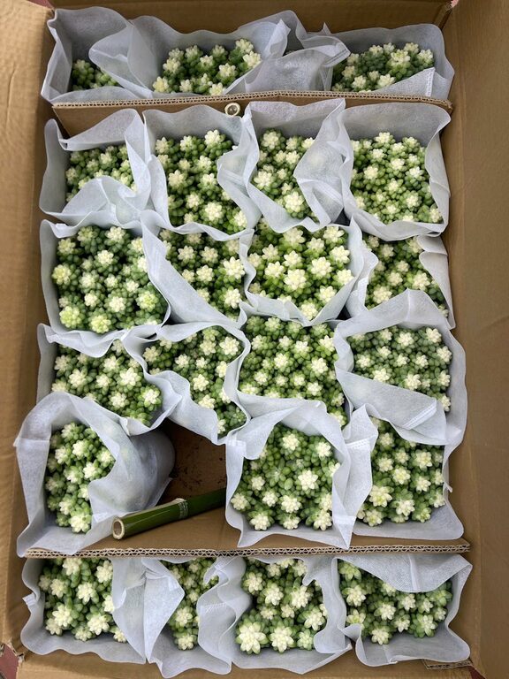 Tips for Creating a Sustainable Home Garden Throughout the Year